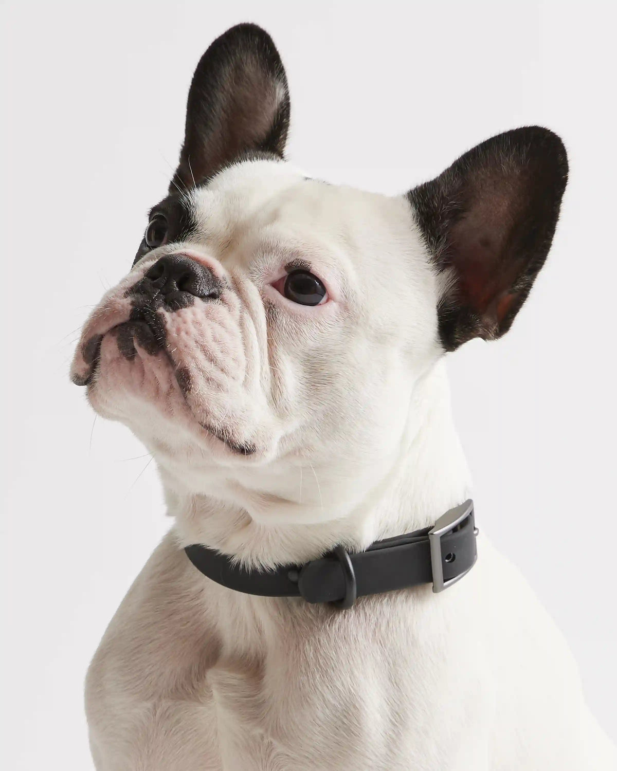 Flex-Poly Dog Collar