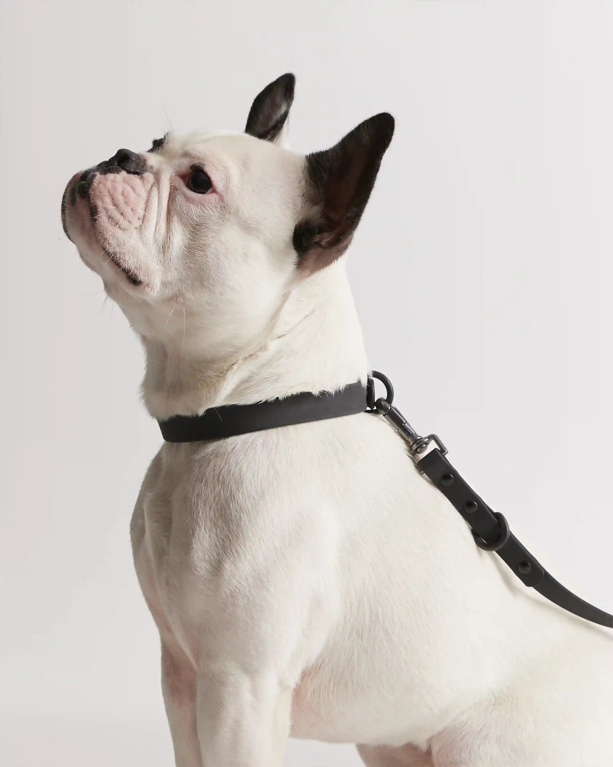 Flex-Poly Dog Leash