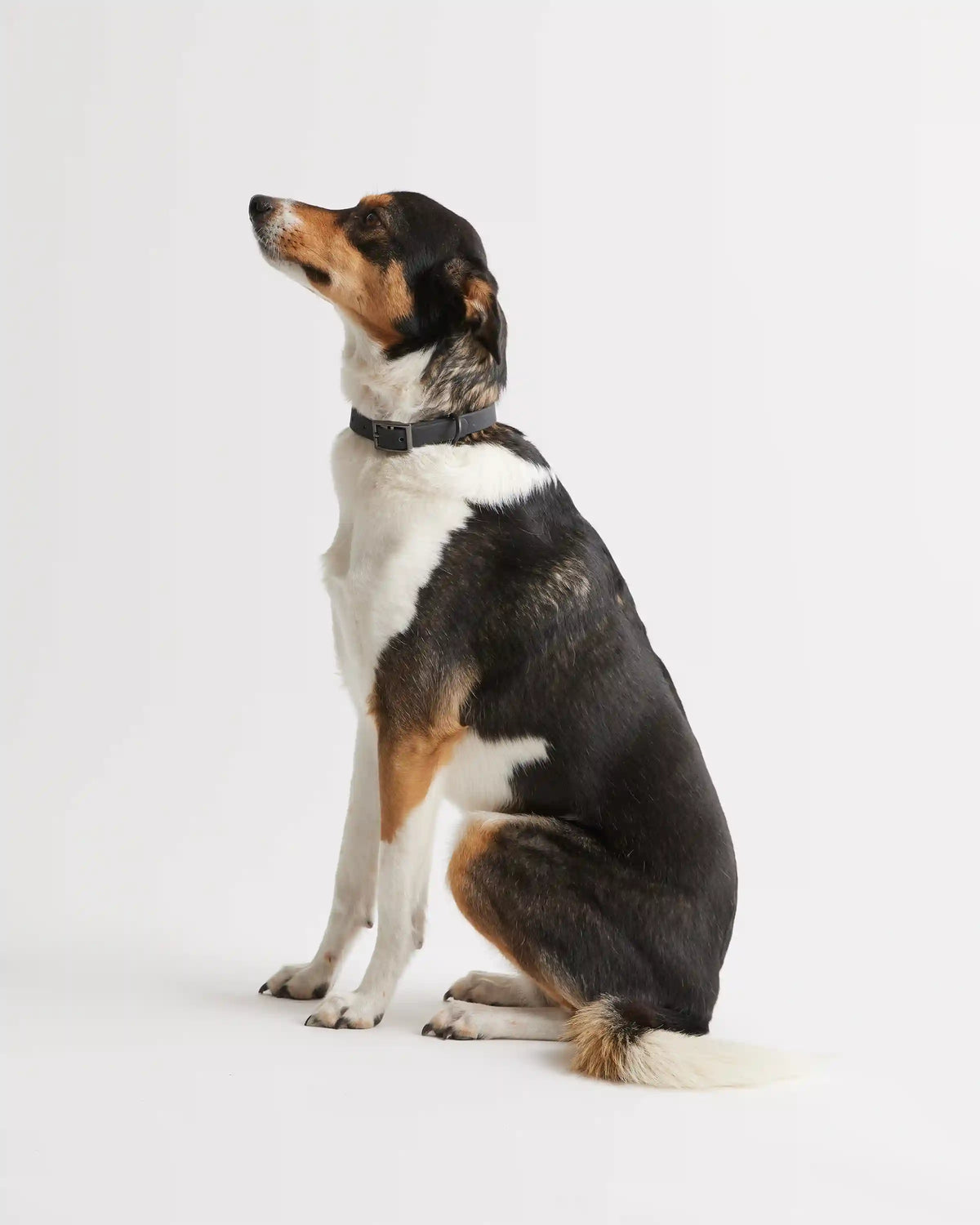 Flex-Poly Dog Collar