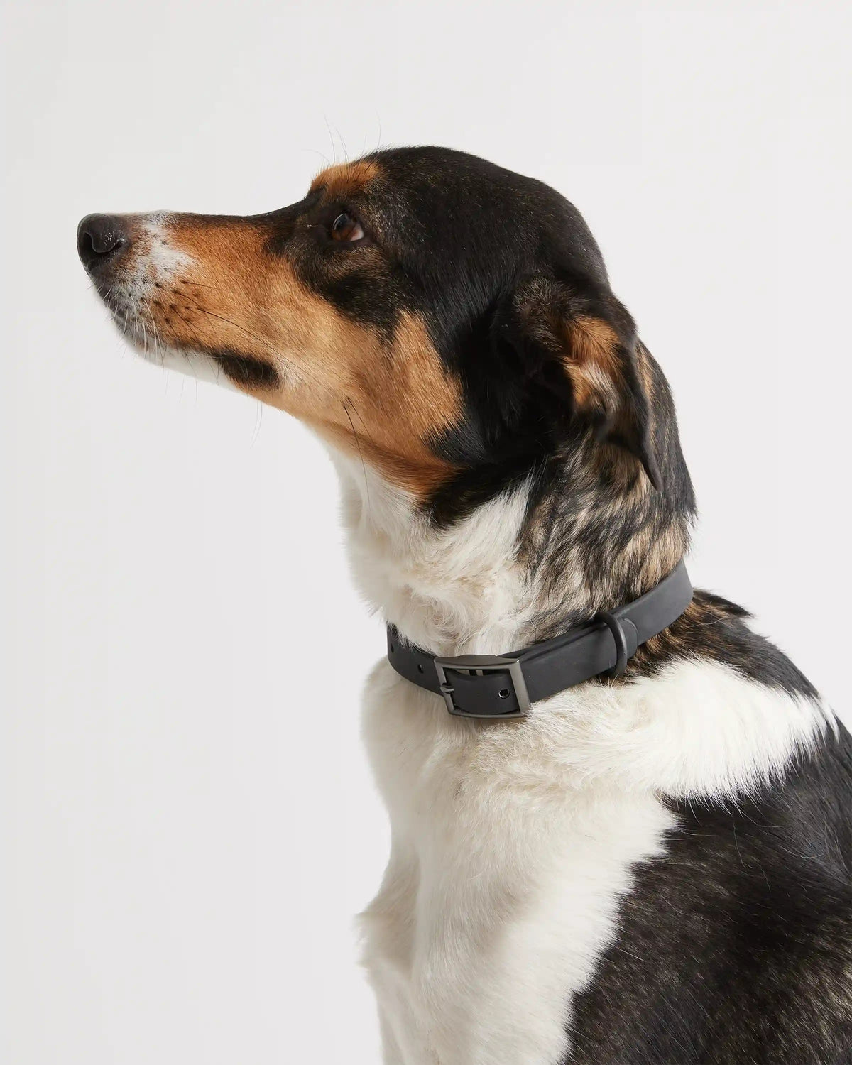 Flex-Poly Dog Collar