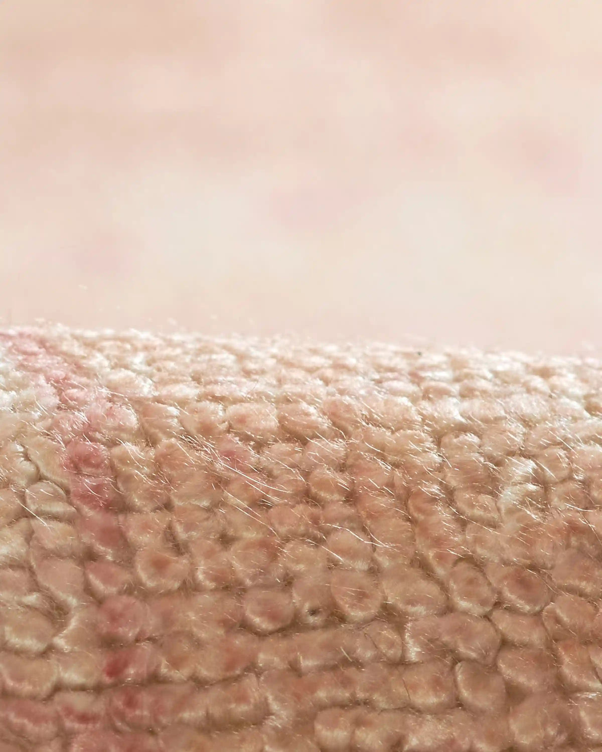 Arya Performance Rug
