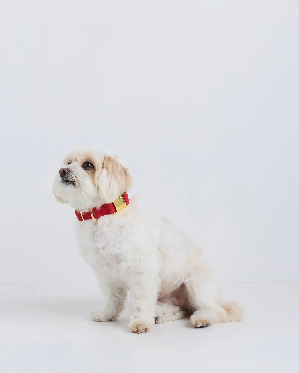 100% Cotton-Wrapped Nylon Dog Collar