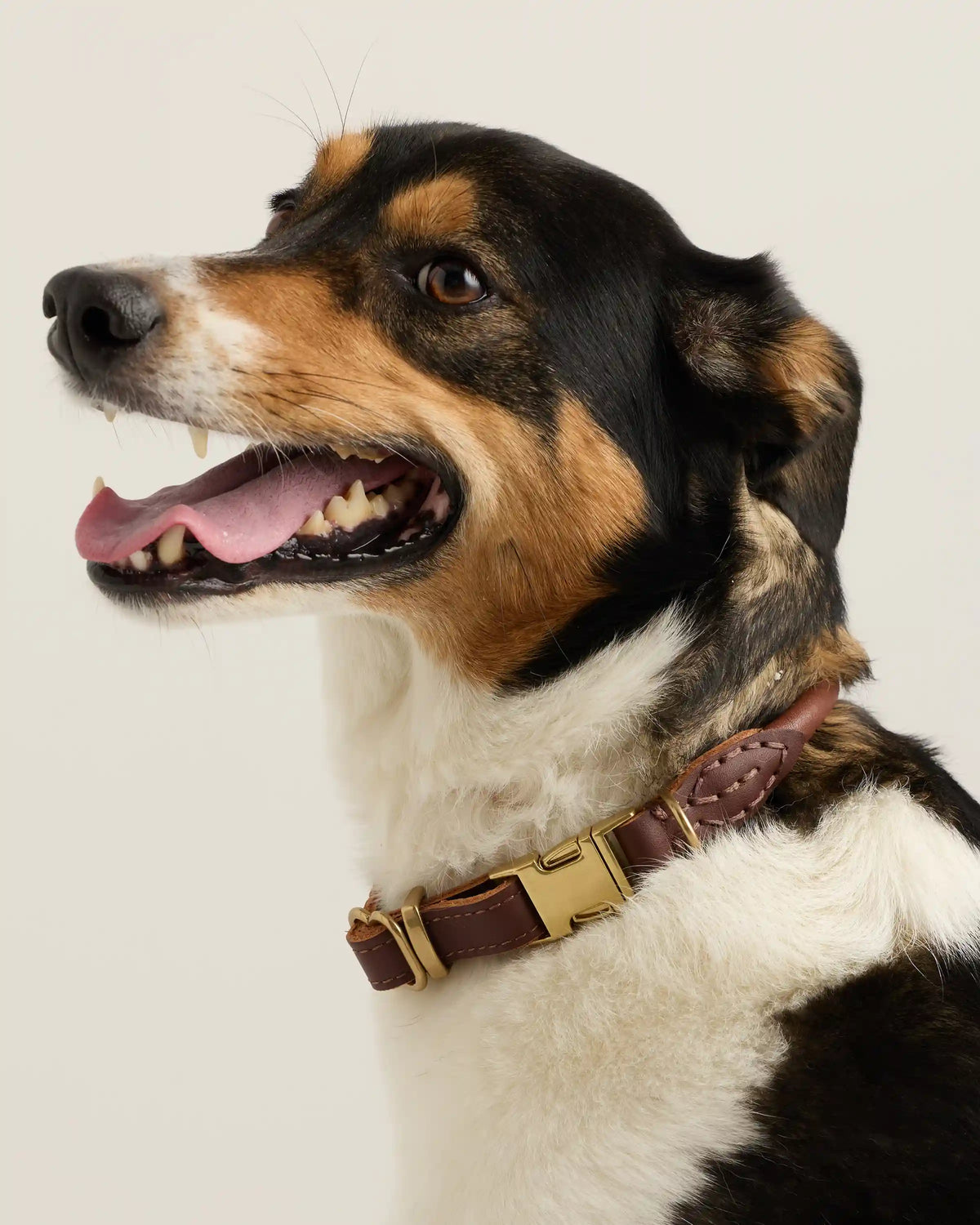 Rolled Italian Leather Dog Collar