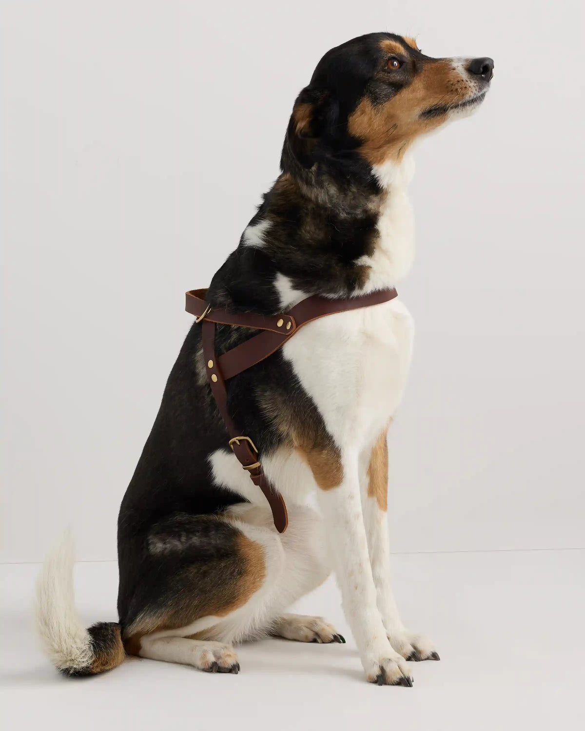 Italian Leather Dog Harness