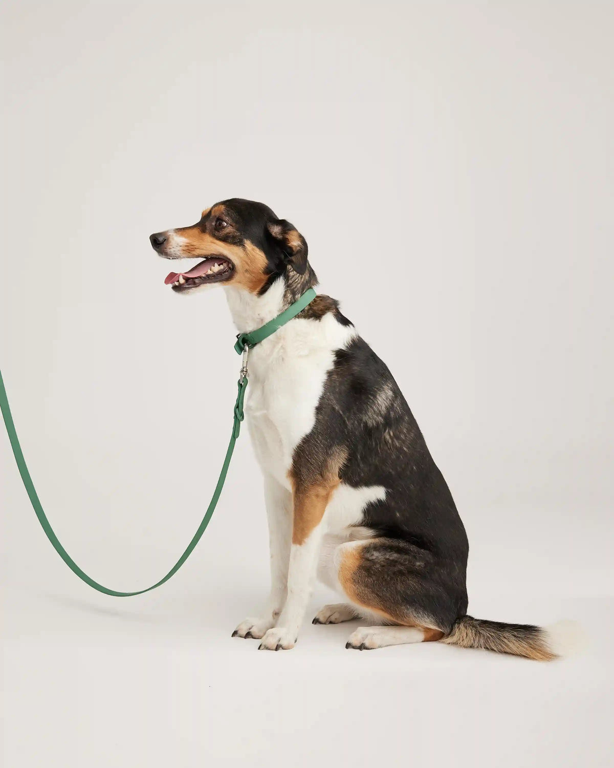 Flex-Poly Dog Leash