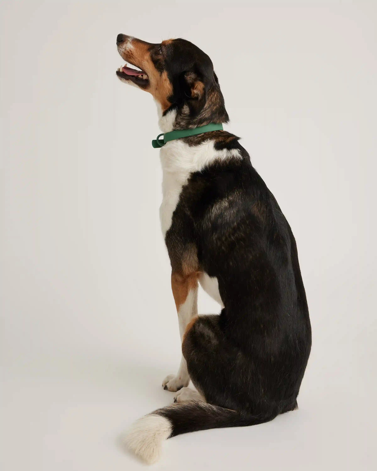 Flex-Poly Dog Collar