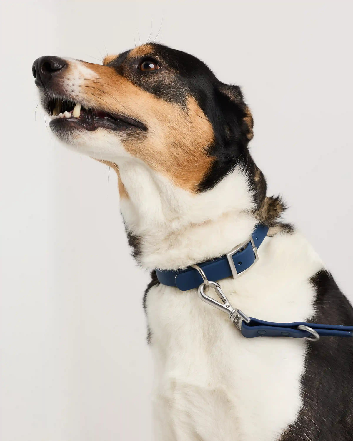 Flex-Poly Dog Collar