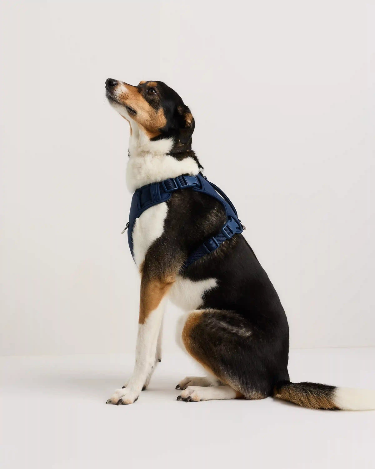 Neoprene Double Panel Dog Harness