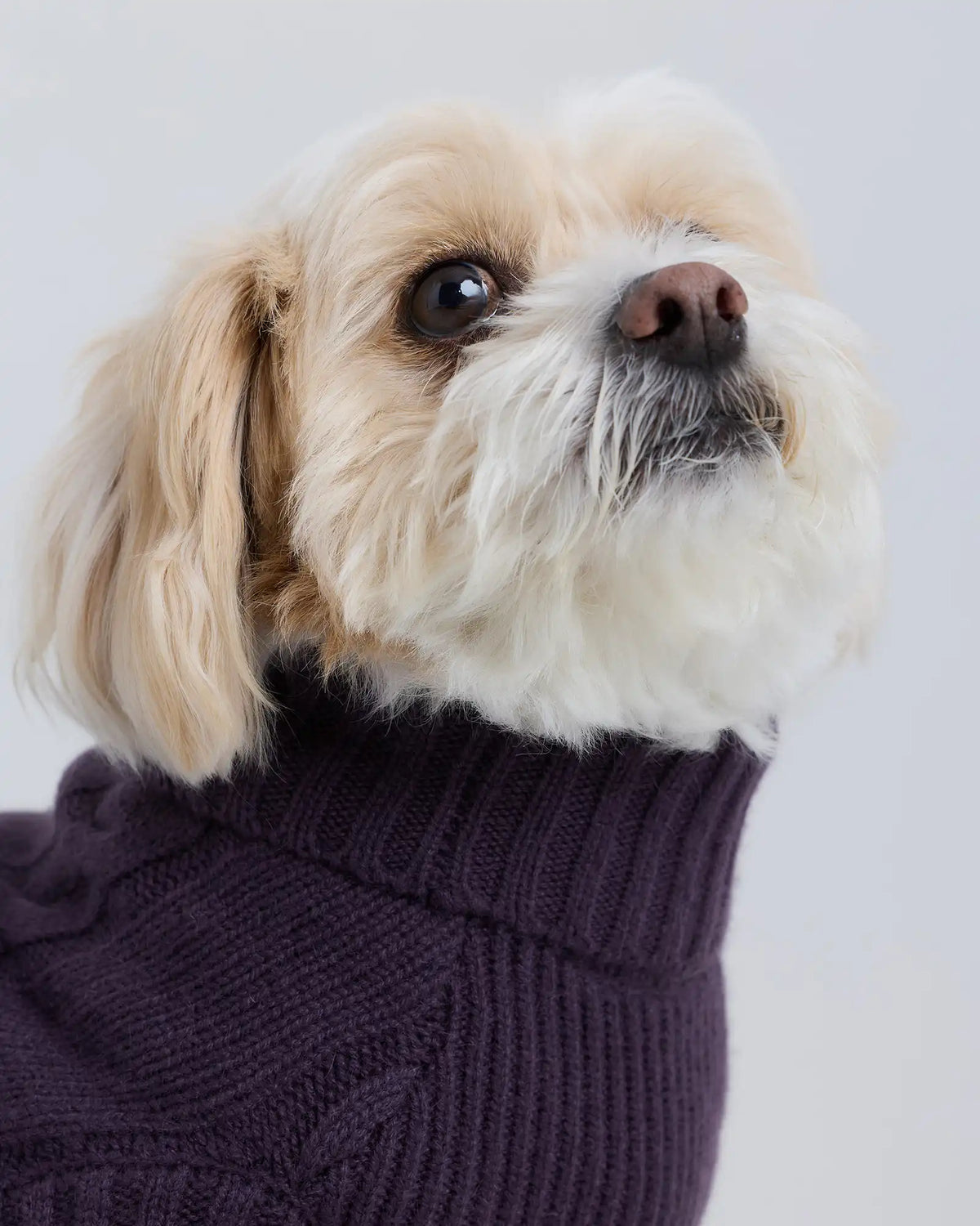 Mongolian Cashmere Cable Knit Dog Sweater