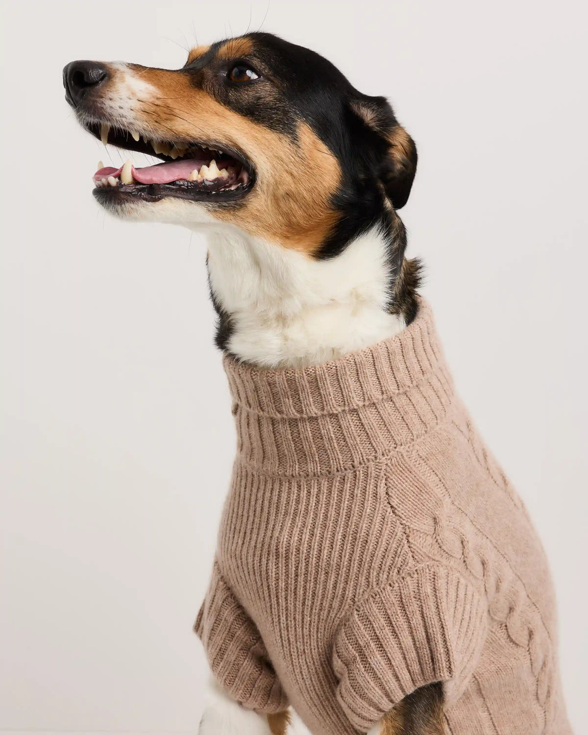 Mongolian Cashmere Cable Knit Dog Sweater