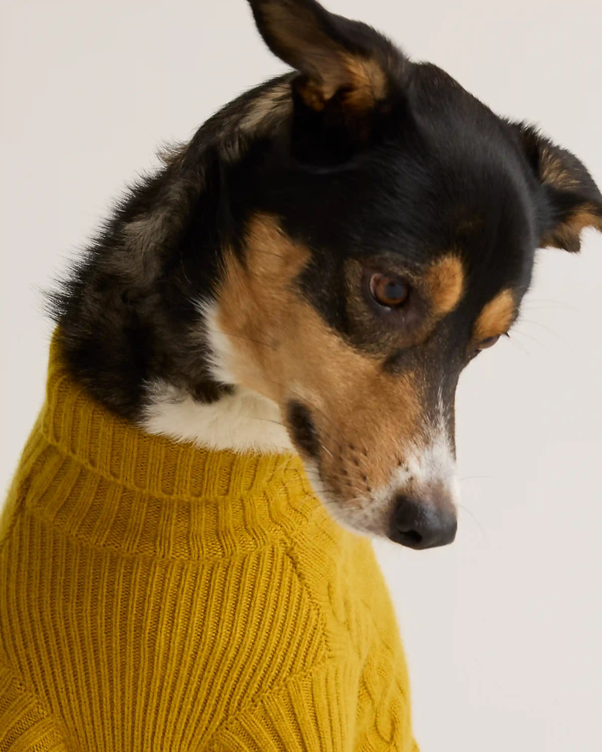 Mongolian Cashmere Cable Knit Dog Sweater
