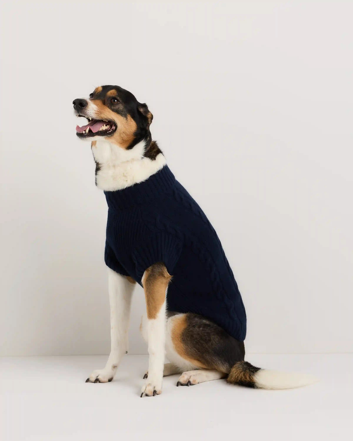 Mongolian Cashmere Cable Knit Dog Sweater