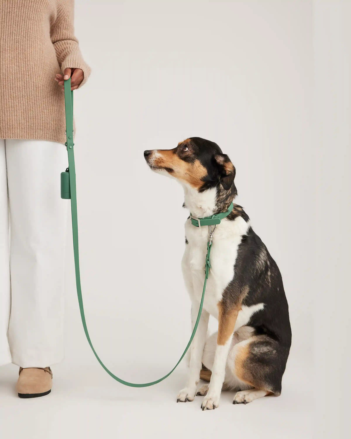 Dog Collar Walk Kit